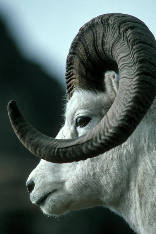 Horned Art Print featuring the photograph Dall Sheep Ram by Mark Newman