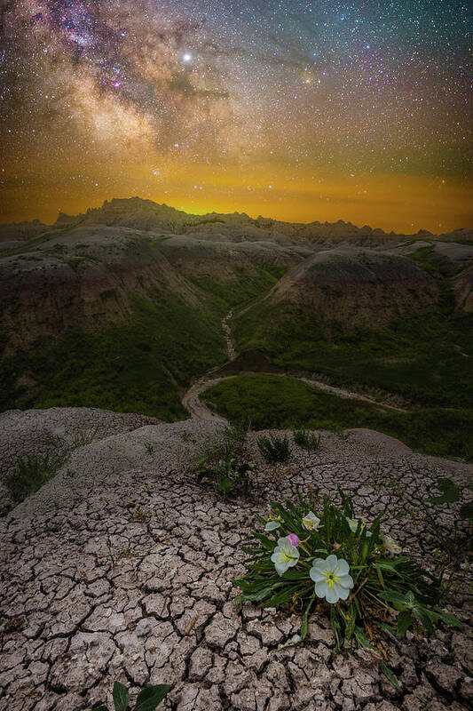 Flower Art Print featuring the photograph Darkness is Revealing by Aaron J Groen