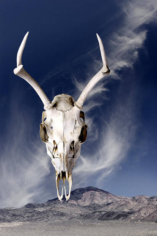 Animal Skull Art Print featuring the photograph Deer Skull Floating Against Mountain by Diane Miller