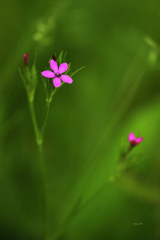 Wildflower Art Print featuring the photograph Deptford Pink by Christina Rollo
