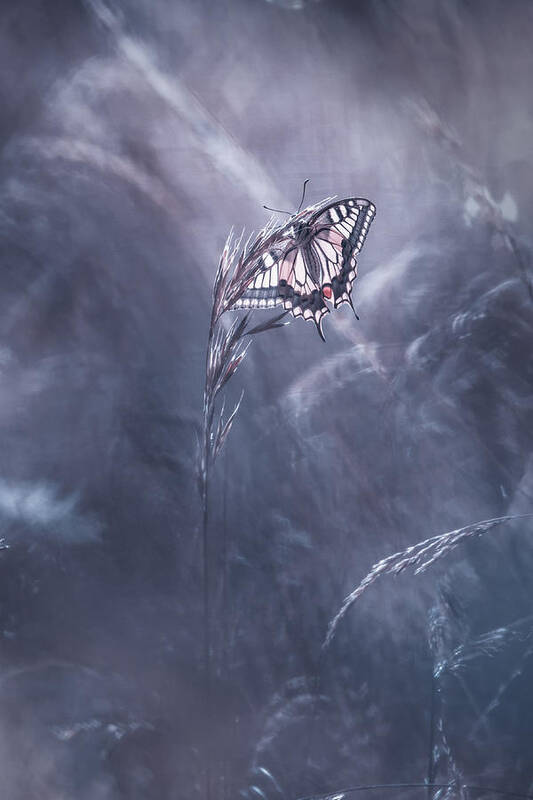 Butterfly Art Print featuring the photograph Divine Idylle by Fabien Bravin