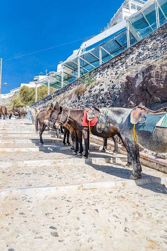 Landscape Art Print featuring the photograph Donkey Taxis In Santorini, Greece by Levente Bodo