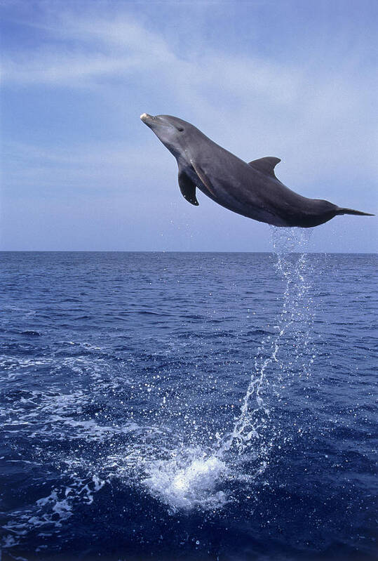 Animals In The Wild Art Print featuring the photograph E0485 Bottlenose Dolphin Jumping by Stuart Westmorland