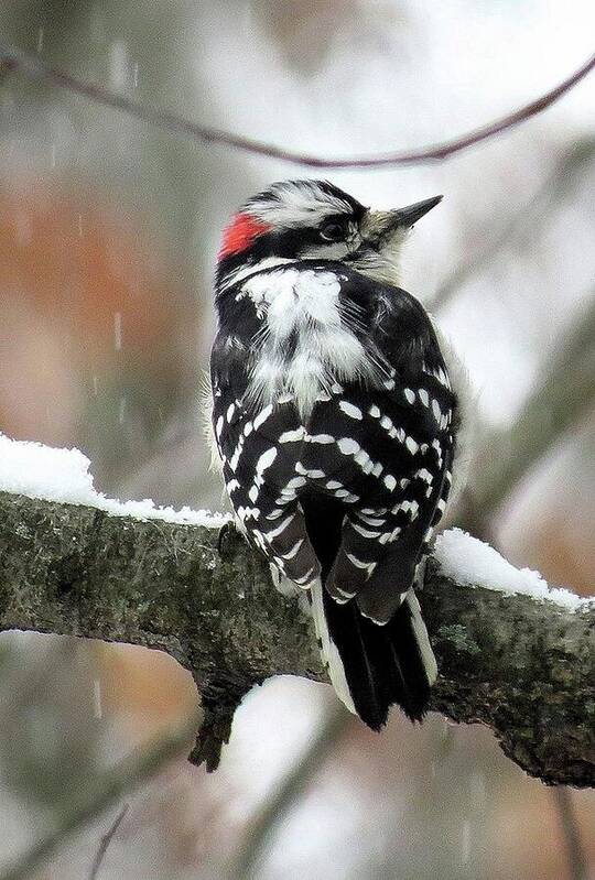 Male Downy Woodpecker Art Print featuring the photograph Eastern Downy Woodpecker in the Snow by Linda Stern