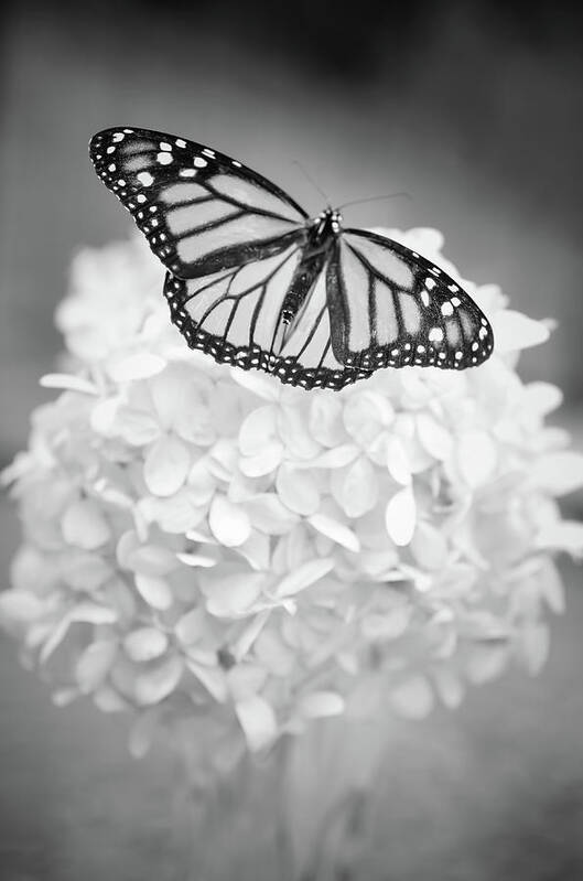 Butterfly Art Print featuring the photograph Essence by Michelle Wermuth