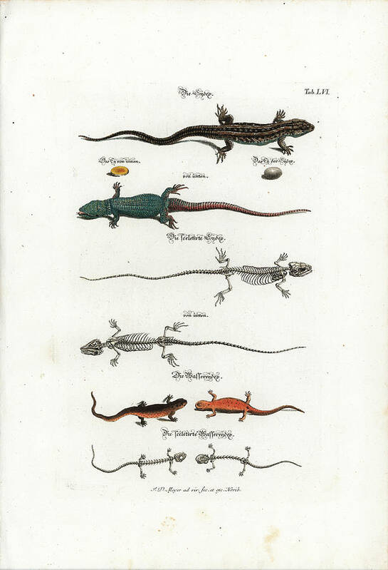 Salamander Art Print featuring the drawing European Lizards and Newts by Johann Daniel Meyer
