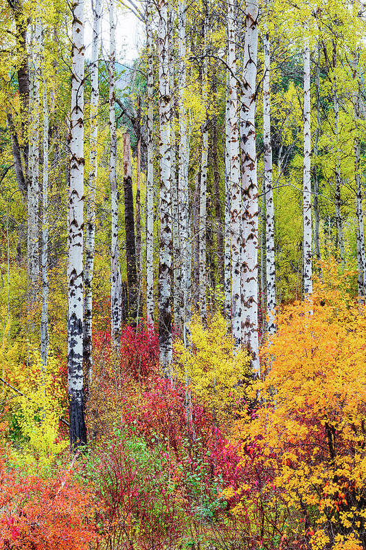 Outdoor; Fall; Colors; Birch; Tree; Autumn; Cascade; Washington Beauty; Pacific North West; Washington; Washington State Art Print featuring the digital art Fall Birchwood by Michael Lee