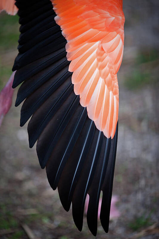 Davie Art Print featuring the photograph Feathers On Stretched Flamingo Wing by Photo By Elena Tarassova