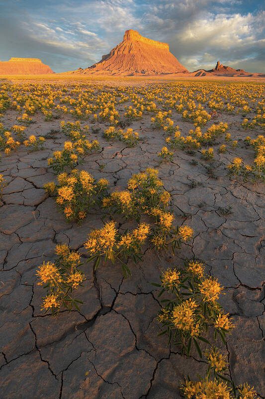 Factory Butte Art Print featuring the photograph Fields of Gold by Dustin LeFevre