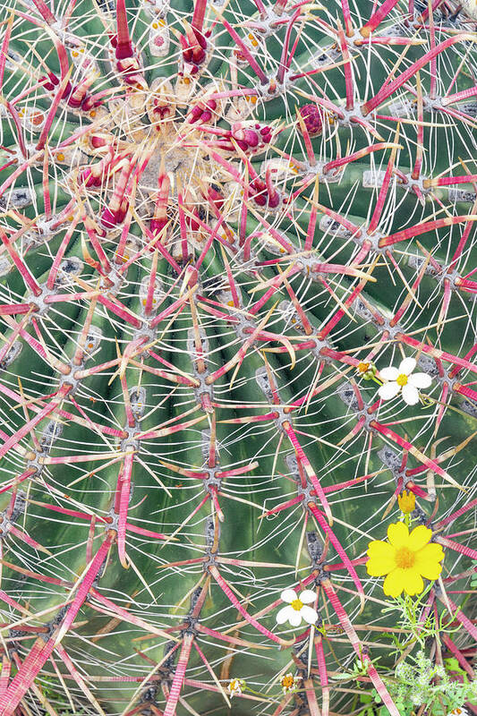 Plant Art Print featuring the photograph Fire Barrel Cactus . Near Bahia De Los Angeles, Baja by Jeff Foott / Naturepl.com