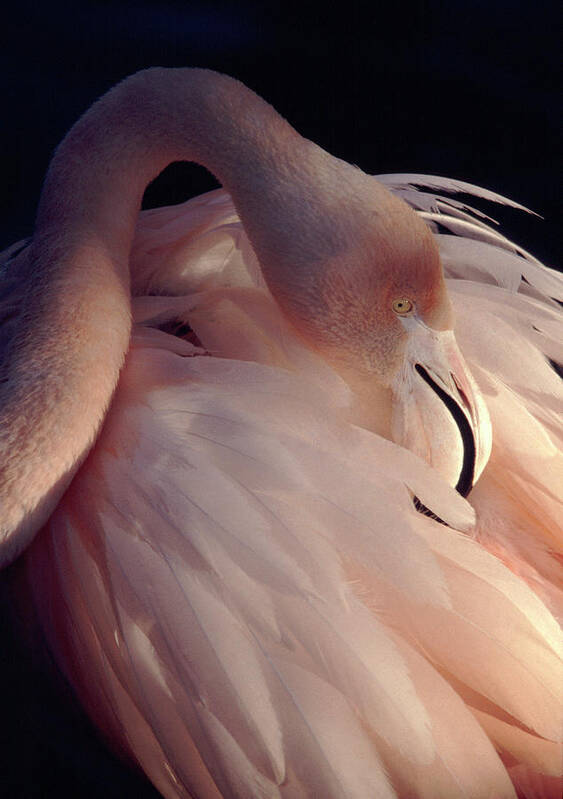 Animal Themes Art Print featuring the photograph Flamingo by Steven Wares