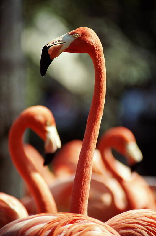 Orange Color Art Print featuring the photograph Flamingos In Florida by Grant Faint