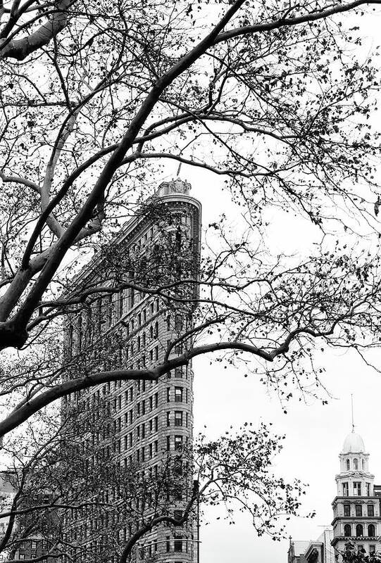 Flat Iron Art Print featuring the photograph Flat Iron Through the Trees by Cate Franklyn