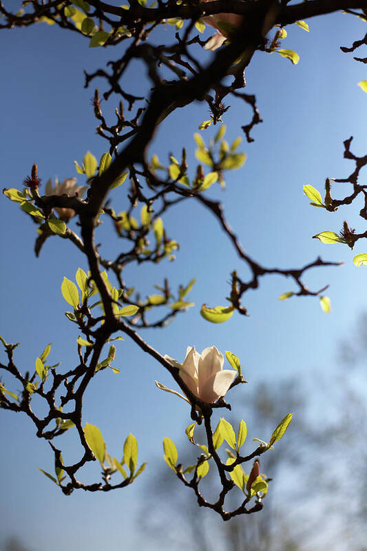 Tranquility Art Print featuring the photograph Flower Budding On Tree by Jason Todd