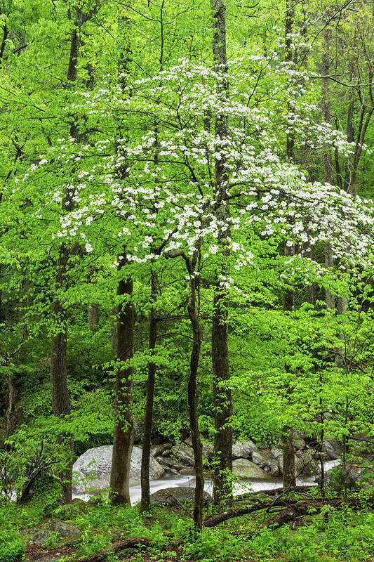 Scenics Art Print featuring the photograph Flowering Dogwood Tree by Kencanning