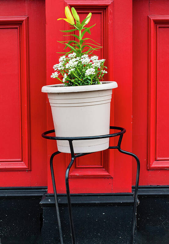 Flowers Art Print featuring the photograph Flowers Fronting Red by Gary Slawsky