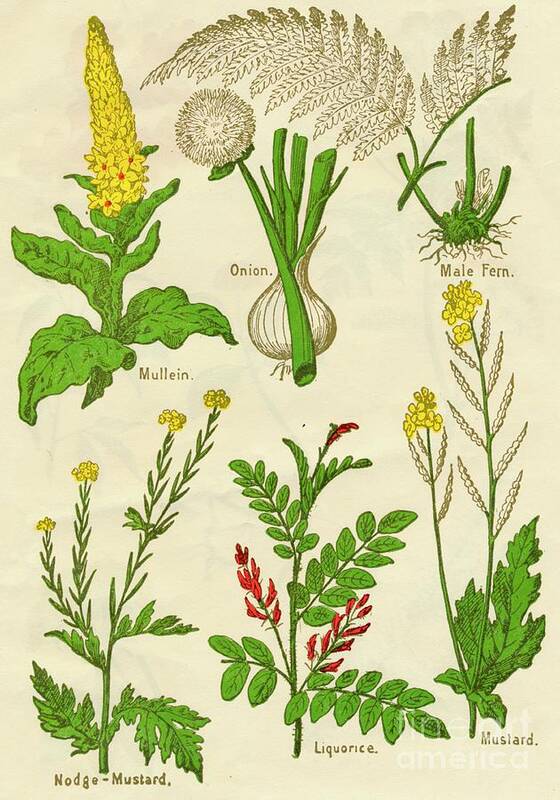 Concepts & Topics Art Print featuring the drawing Flowers Mullein, Onion, Male Fern by Print Collector