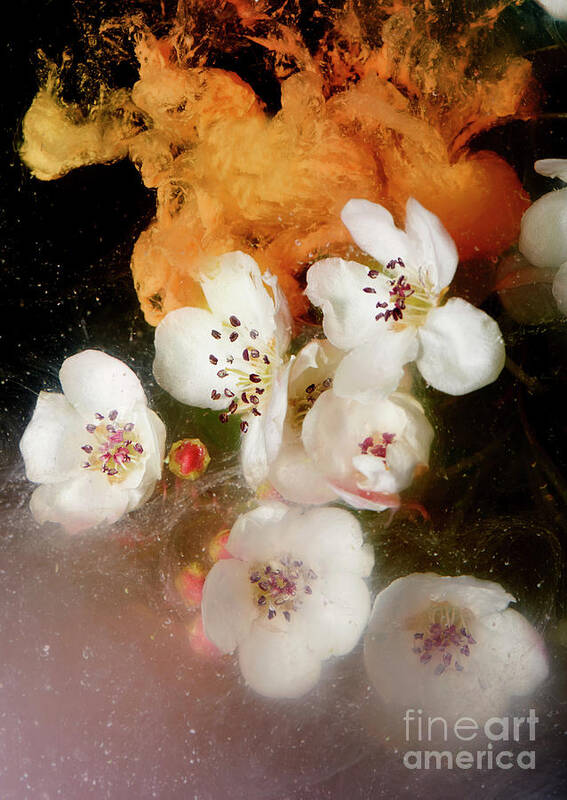 Underwater Art Print featuring the photograph Flowers With Paint And Water by Tara Moore