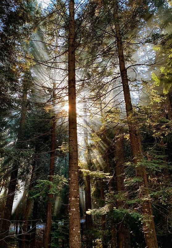 Forest Art Print featuring the photograph Forest Sunrise by Steph Gabler