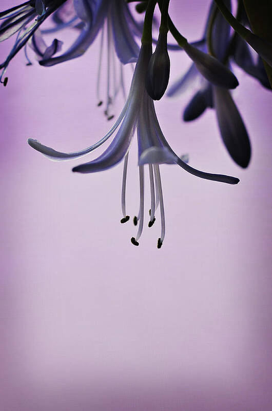 Purple Art Print featuring the photograph Forgiveness by Michelle Wermuth