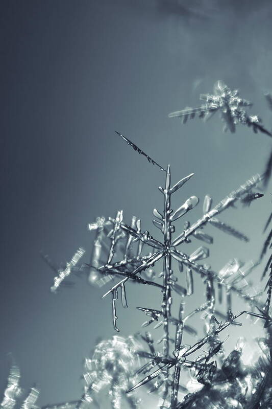 Abstract Art Print featuring the photograph Fragile snowflake - monochrome blue by Intensivelight