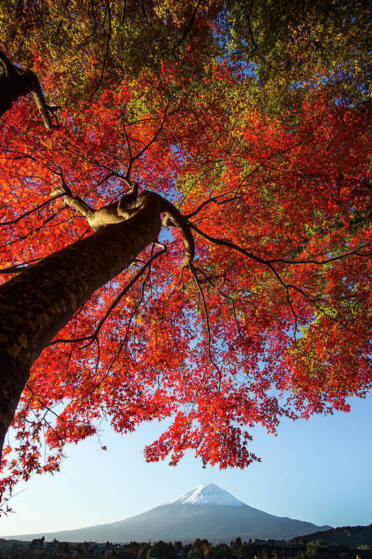 Tranquility Art Print featuring the photograph Fuji With Maple Red by Panithan Fakseemuang