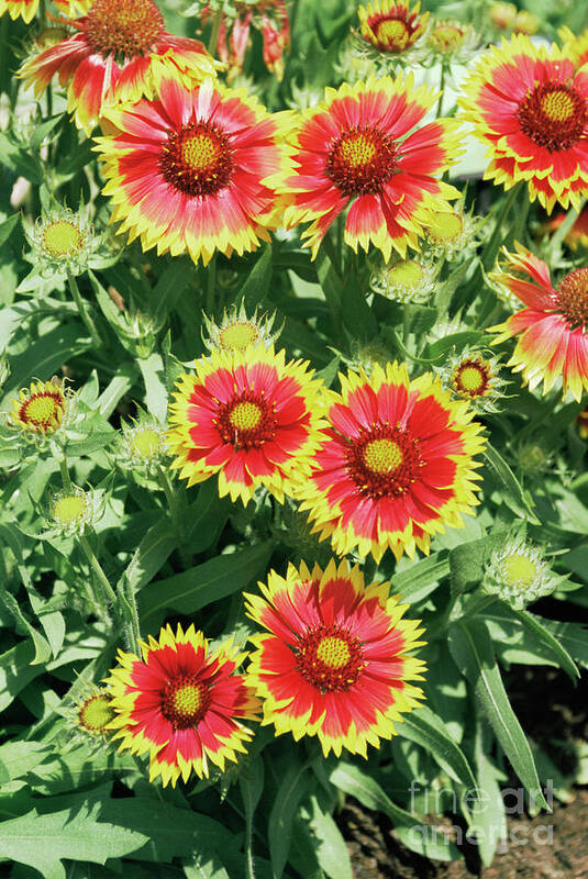 Biological Art Print featuring the photograph Gaillardia Aristata 'goblin' by Mike Comb/science Photo Library