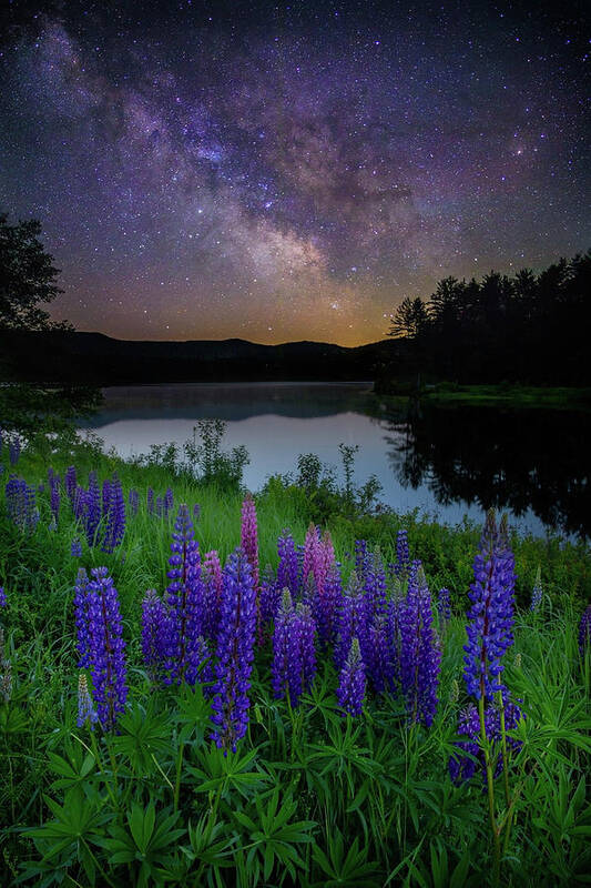 New Hampshire Art Print featuring the photograph Galactic Lupines by Rob Davies