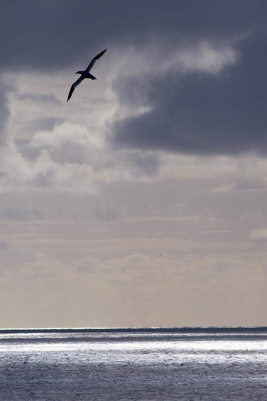Scenics Art Print featuring the photograph Gannet Flying Over Sea by Richard Packwood