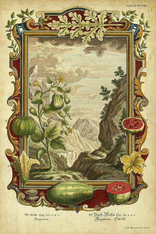 Botanical & Floral Art Print featuring the painting Genesis Fruits II by Unknown