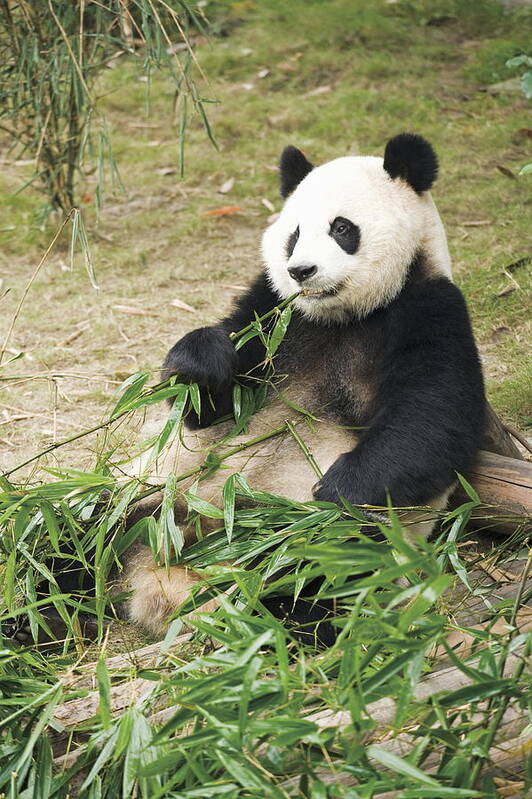 Bamboo Art Print featuring the photograph Giant Panda Eating Bamboo Leaves, China by Gyro Photography/amanaimagesrf