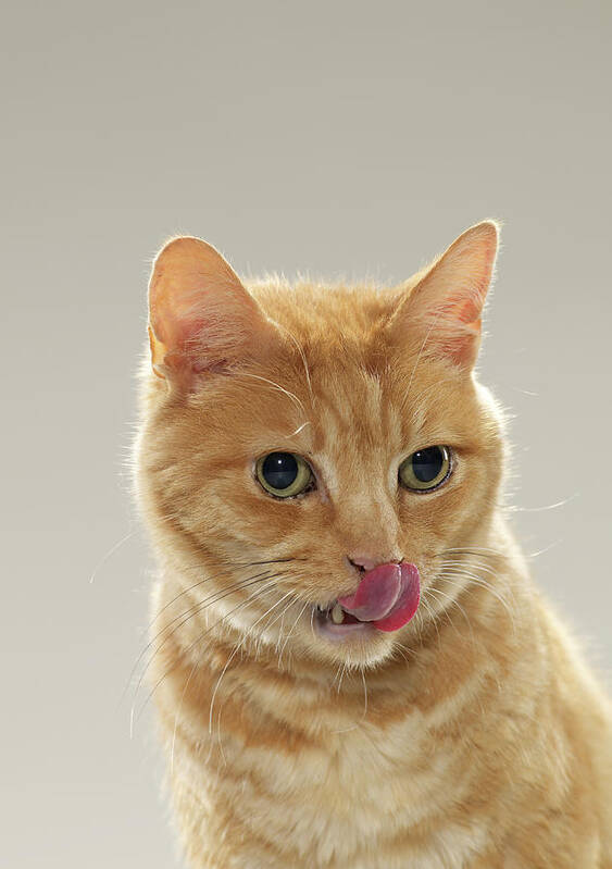 Pets Art Print featuring the photograph Ginger Tabby Cat Licking Top Of Nose by Michael Blann