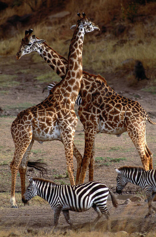 Plains Zebra Art Print featuring the photograph Giraffes And Burchells Zebras, Masai by Art Wolfe