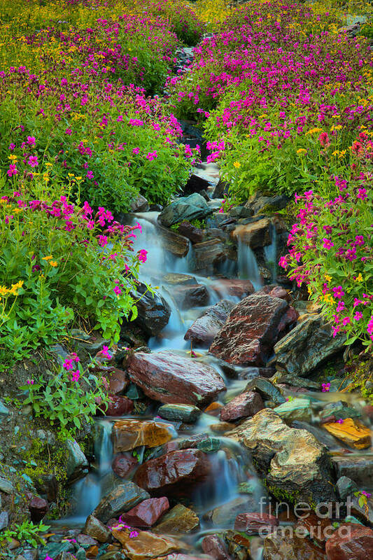 Streams Art Print featuring the photograph Glacier Wildflower Waterfall Portrait by Adam Jewell