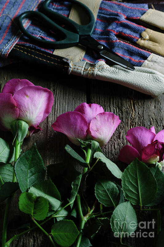 Gardening Glove Art Print featuring the photograph Gloves And Scissors Next To Pink Roses by Darren Muir