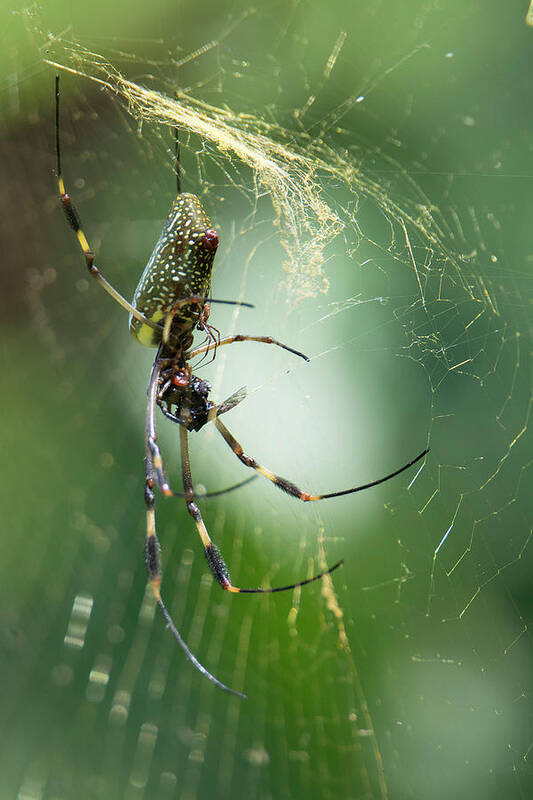 Spider Art Print featuring the photograph Golden Orbs by Patrick Nowotny