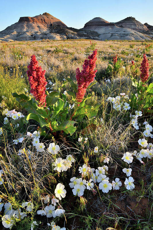 Ruby Mountain Art Print featuring the photograph Grand Junction Wildflowers by Ray Mathis