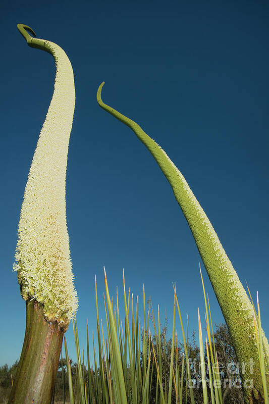 00531570 Art Print featuring the photograph Grass Tree Flower Stalks by Kevin Schafer