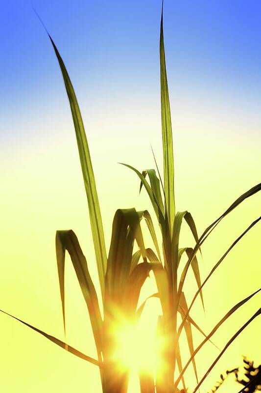 Orange Color Art Print featuring the photograph Grass With Sunset by Alubalish