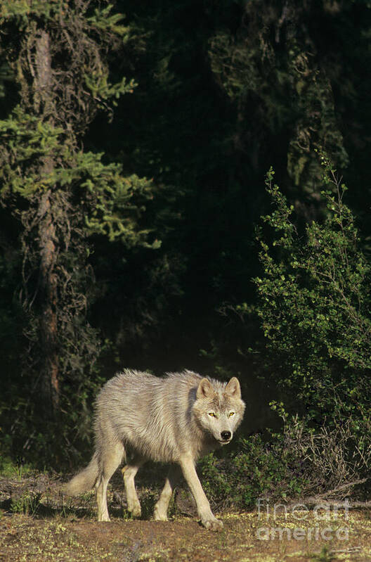 Dave Welling Art Print featuring the photograph Gray Wolf In The Northwest Territories Canada by Dave Welling