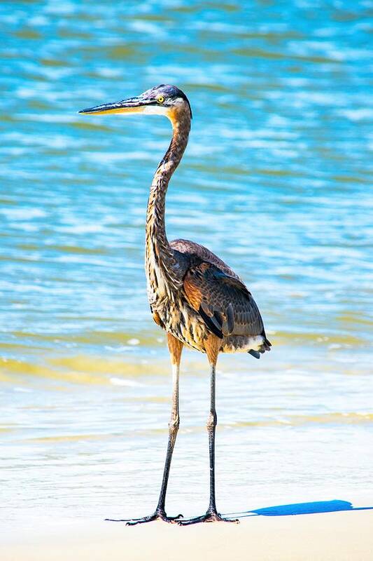 Great Blue Heron Art Print featuring the photograph Great Blue Heron in the Surf by Mary Ann Artz