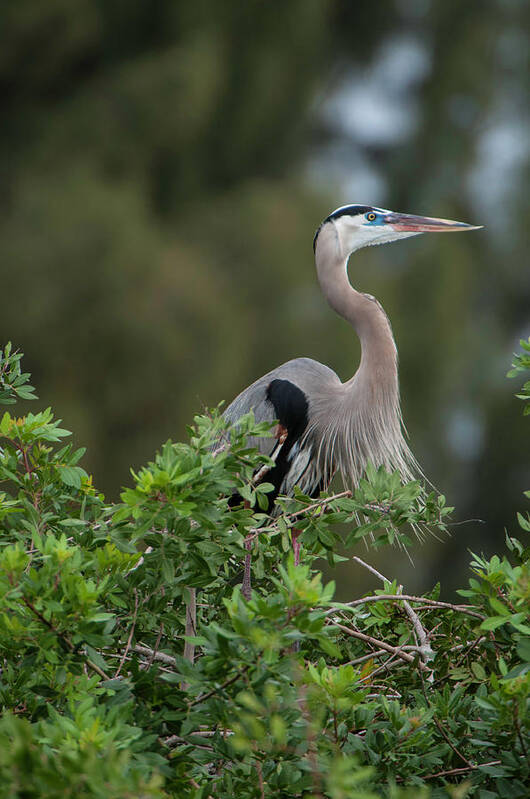 Birds Art Print featuring the photograph Great Blue Heron Portrait by Donald Brown
