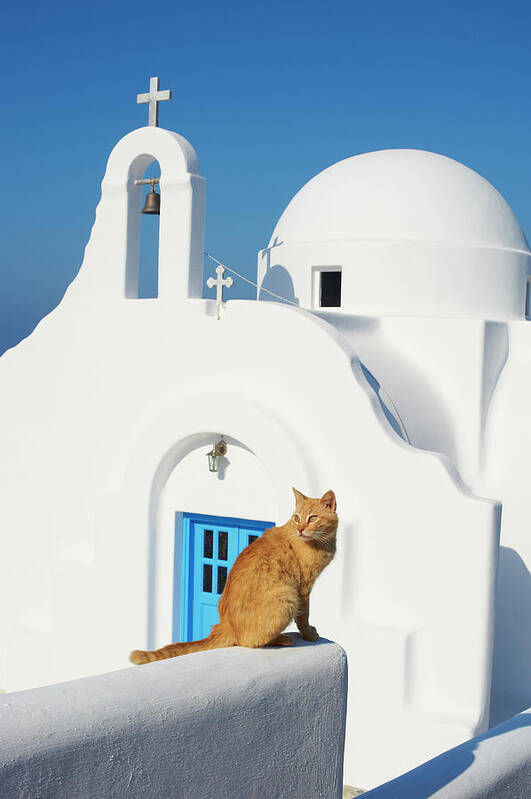 Greece Art Print featuring the photograph Greece, Cyclades, Mykonos, Street Cat by Tuul & Bruno Morandi