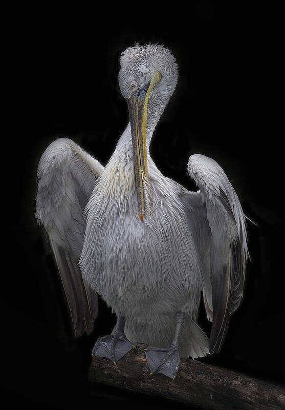 Pelican Art Print featuring the photograph Grooming by C.s. Tjandra