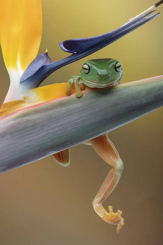 Frog Art Print featuring the photograph Hanging On by Louise Wolbers