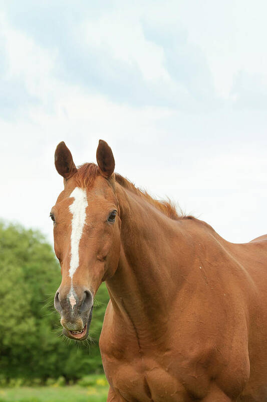 Horse Art Print featuring the photograph Happy Horse by Groomee