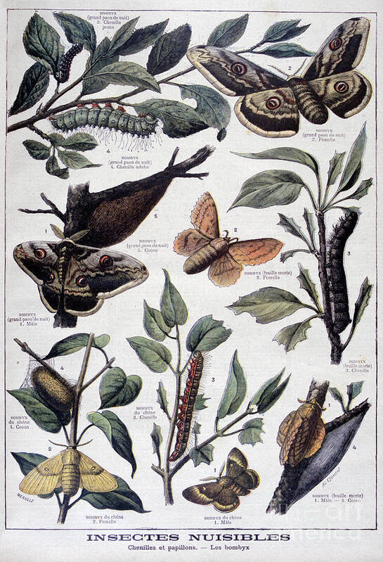 Engraving Art Print featuring the drawing Harmful Insects Caterpillars by Print Collector