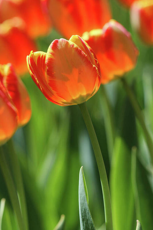Tulip Art Print featuring the photograph Hello Sunshine by Mary Anne Delgado