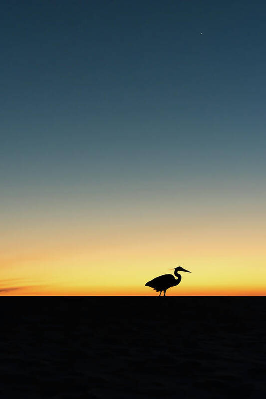 Heron Art Print featuring the photograph Heron at Sunset by Mike Whalen