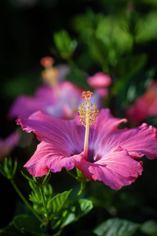 Nature Art Print featuring the photograph Hibiscus Painted Lady 111 by Rich Franco